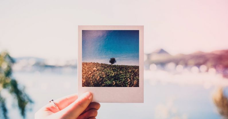 Photo - Person Holding Photo of Single Tree at Daytime