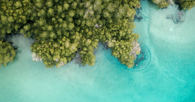 Pros And Cons - Aerial Shot of Trees Near Body of Water